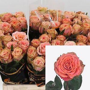 ROSE LOVE PEARL KENIA 50